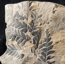 Beau Plante fossilie la