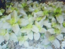 RACINE DE MENTHE AQUATIQUE