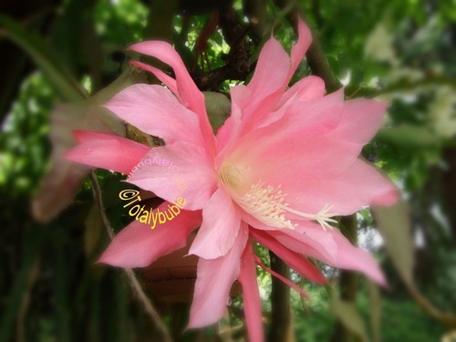 Bouture cutting epiphyllum - bouture,