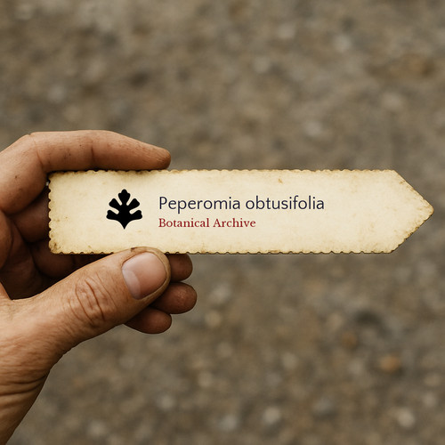 Peperomia obtusifolia 1000 - peperomia,