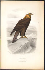 1853 Gravure aquarellée Rapaces Aigle royal oiseaux Ornithologie