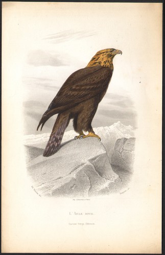 1853 gravure aquarellée - gravure,