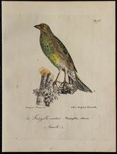 1830 - Verdier d’Europe -