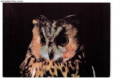 CD-BFP1-1202-ANIMAUX - Hibou - Moyen-duc - Asio-otus