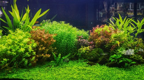 Plantes aquarium pour plus - plantes,