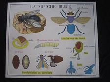 Y030 AFFICHE SCOLAIRE ECOLE