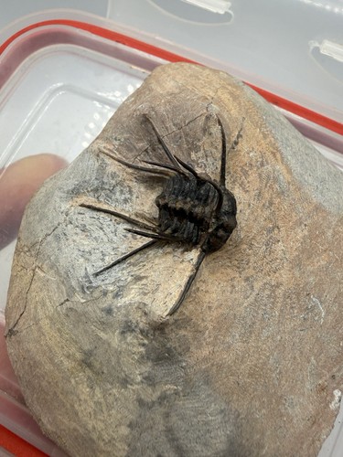 Ceratonurus trilobite fossile - trilobite,