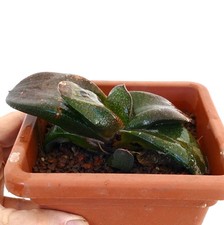 Gasteria armstrongii - , x
