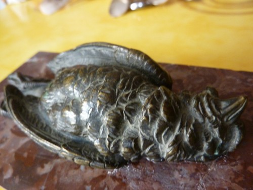 Superbe oiseau bronze - superbe,