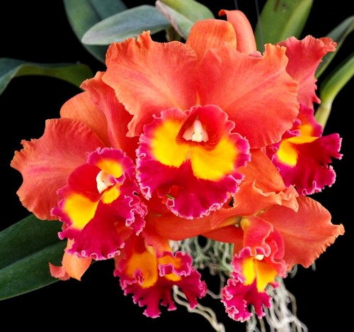 Cattleya rlc jairak summer - rlc.,