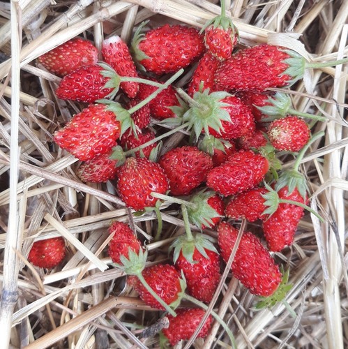 Lot graines de - de, fraisiers