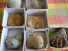 Lot de 9 fossiles déterminés