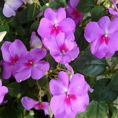 Impatiens goutte sang - impatiens,