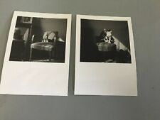 2 Anciennes Photo Chat Qui Prend La Pose Sur Fauteuil D’epoque Vintage Snapshot