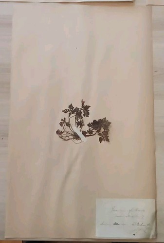 Ancien herbier collection - herbier,