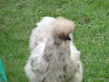 CAISSE NUE VRAIE KADETT C GTE