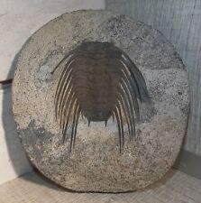 Trilobite SELENOPELTIS BUCHII