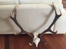 MASSACRE BOIS DE CERF