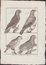 ✒ 1790 BUFFON Bonnaterre