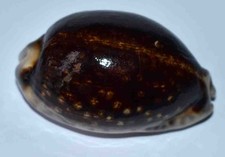 COQUILLAGES - CYPRAEA EGLANTINA NIGER  à 95% ET ROSTREE - 59.40mm