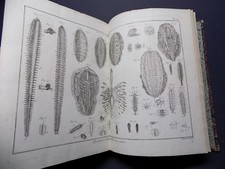 TABLEAU ENCYCLOPEDIQUE... Bruguiere 7e livraison 1791 HELMINTHOLOGIE VERS.. EO