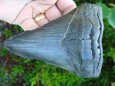 5.34inch MONSTER megalodon