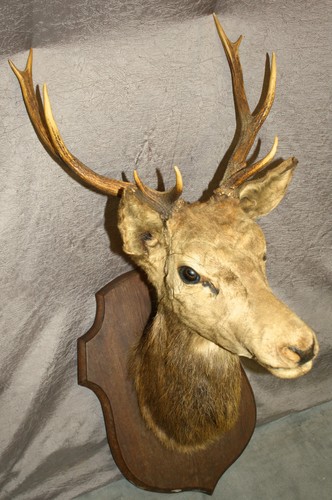 Tête cerf trophée de - cerf, /
