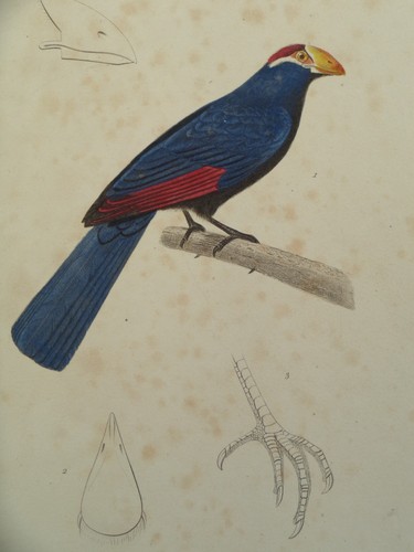 Gravure ancienne oiseaux - ancienne,