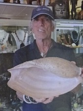 Volute D afrique Big 34 a 35cm