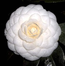Camelia japonica cv 'Purity' - Camélia du Japon | Camélia commun