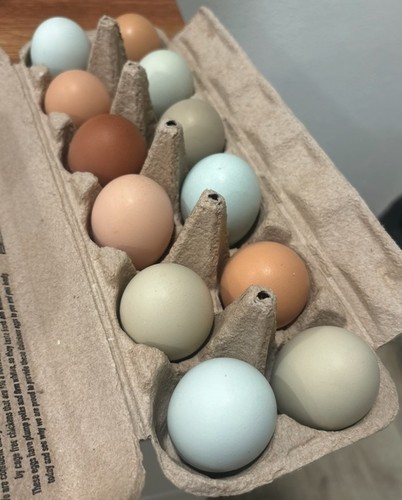 12 hatching eggs: 2 French