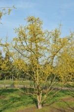 Cornouiller Mâle (Cornus mas)