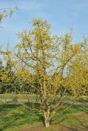 Cornouiller mâle - cornouiller, (cornus