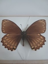 papillon naturalise