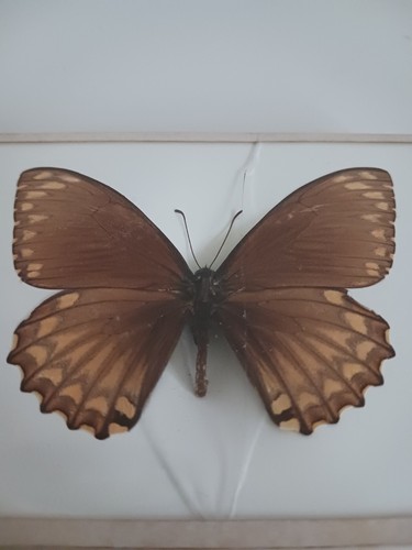 Papillon naturalise - papillon,