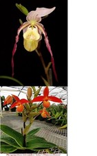 Phragmipedium Conchiferum x