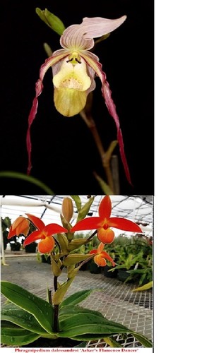 Phragmipedium conchiferum - phragmipedium, x