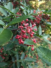 Poivrier du Sichuan BIO -