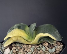 BIG! Gasteria Armstrongii