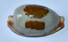 COQUILLAGES - CYPRAEA STOLIDA DIAUGES - 29.20mm