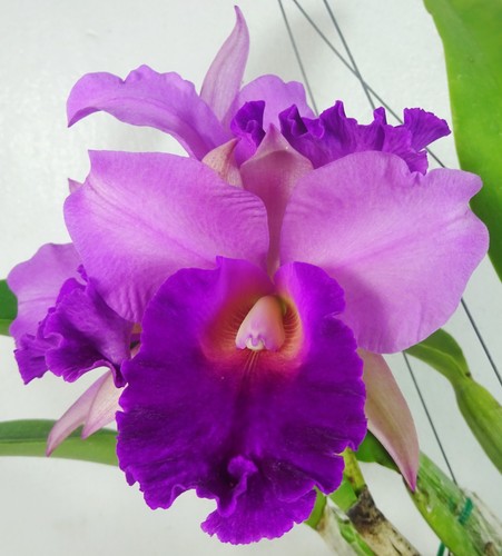 Cattleya mem robert - robert, strait