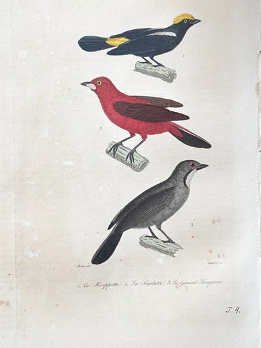 Lithographie buffon 1837 la - lithographie,