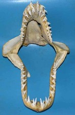 SHARK  JAW - MACHOIRE DE