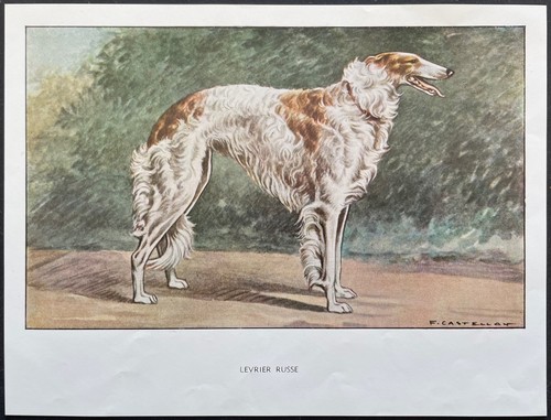 Lévrier russe reproduction - lévrier,