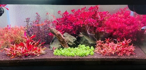 Aquarium setup - aquarium,