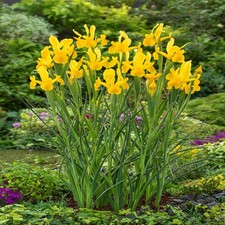 Bulbes d'iris hollandais bulbes fleurs Iris Strong Gold 10 pcs