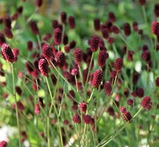 35 Graines de Pimprenelle