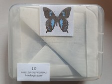 10 Papilio epiphorbas