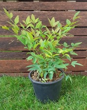 Nandina Domestica Bambou Sacré, plant de 25cm!!
