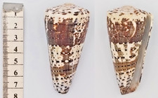 Coquillage de collection